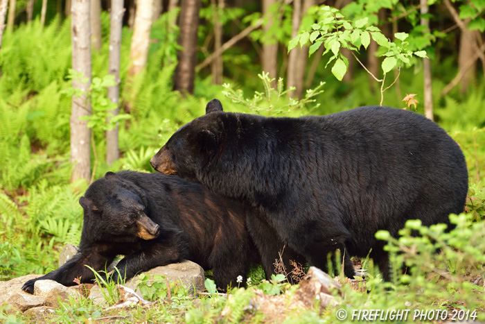 wildlife;bear;bears;black bear;Ursus americanus;Sugar Hill;NH;male;rocks;D4s;800mm