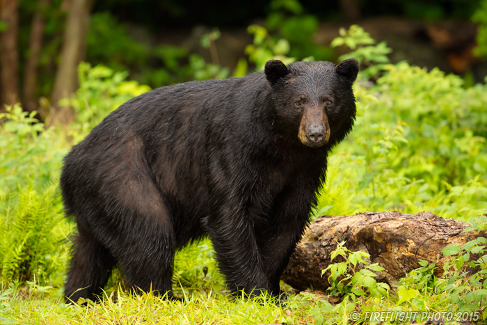 wildlife;bear;bears;black bear;Ursus americanus;Sugar Hill;NH;boar;rocks;D4s;600mm