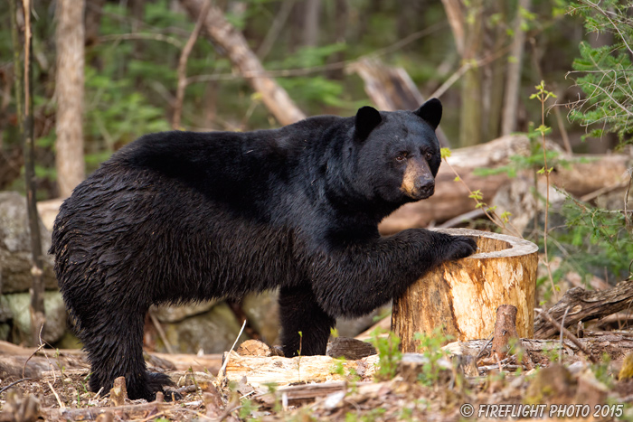 wildlife;bear;bears;black bear;Ursus americanus;Sugar Hill;NH;grass;D4s