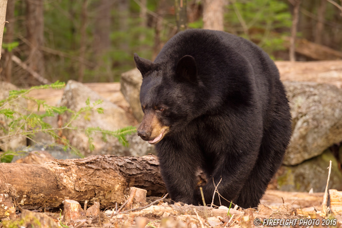 wildlife;bear;bears;black bear;Ursus americanus;Sugar Hill;NH;grass;D4s