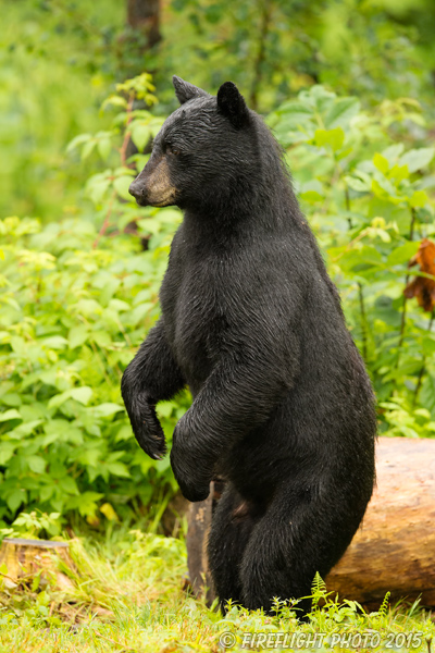 wildlife;bear;bears;black bear;Ursus americanus;Sugar Hill;NH;grass;tree;wet;D4s