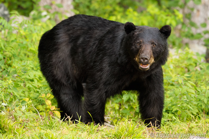 wildlife;bear;bears;black bear;Ursus americanus;Sugar Hill;NH;boar;rocks;D4s;600mm