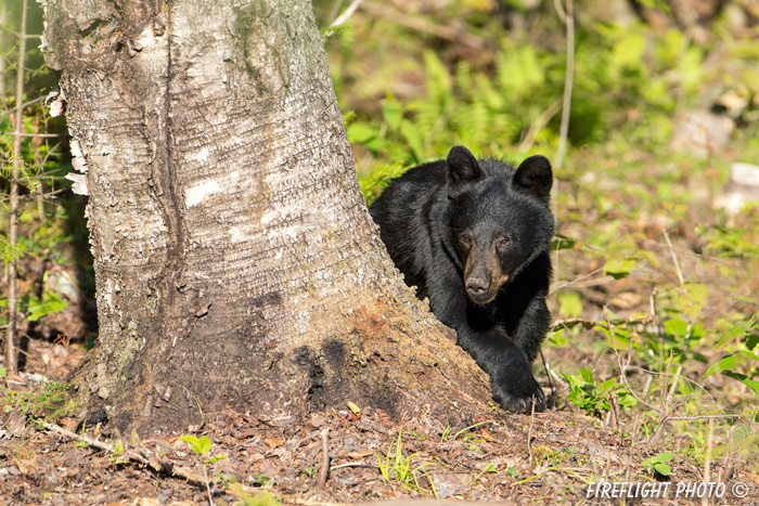wildlife;bear;bears;black bear;Ursus americanus;Sugar Hill;NH;birch;Head Shot;D4