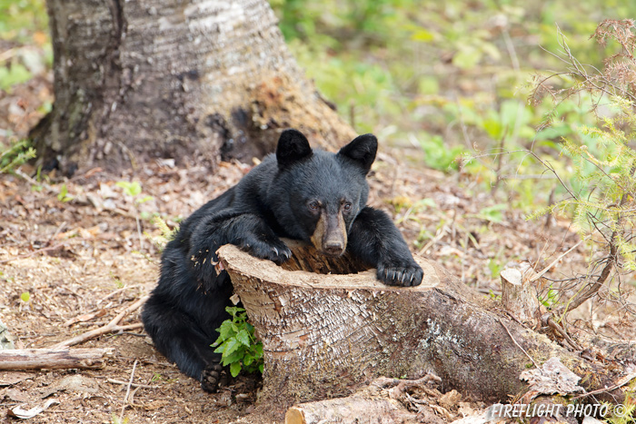 wildlife;bear;bears;black bear;Ursus americanus;Sugar Hill;NH;hugging;hollow stump;D4