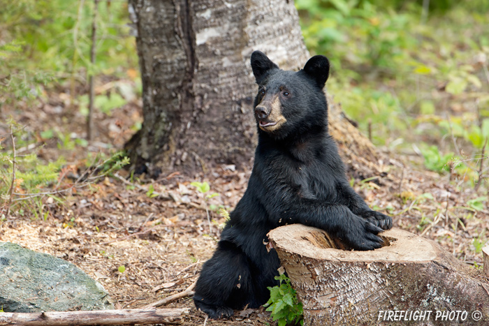 wildlife;bear;bears;black bear;Ursus americanus;Sugar Hill;NH;stump;D4