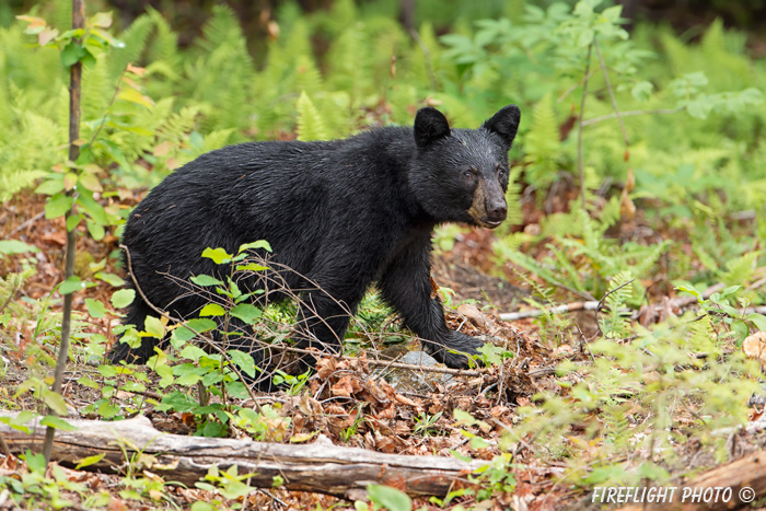 wildlife;bear;bears;black bear;Ursus americanus;wet;Sugar Hill;NH;D4