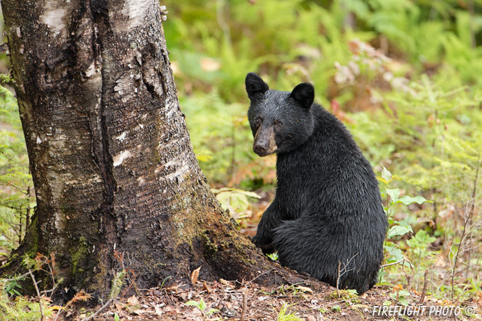 wildlife;bear;bears;black bear;Ursus americanus;Sugar Hill;NH;grass;tree;wet;D4