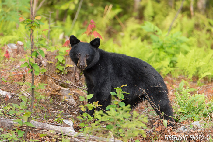 wildlife;bear;bears;black bear;Ursus americanus;Sugar Hill;NH;D4