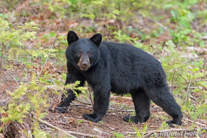 wildlife;bear;bears;black bear;Ursus americanus;Sugar Hill;NH;D4