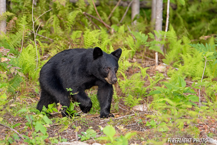 wildlife;bear;bears;black bear;Ursus americanus;Sugar Hill;NH;rocks;D4
