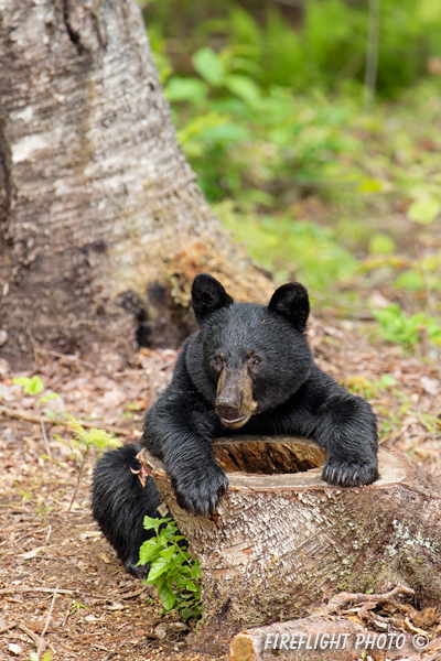 wildlife;bear;bears;black bear;Ursus americanus;Sugar Hill;NH;hollow stump;stump;D4