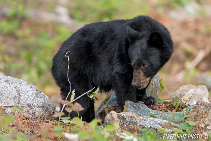 wildlife;bear;bears;black bear;Ursus americanus;Sugar Hill;NH;rocks;D4