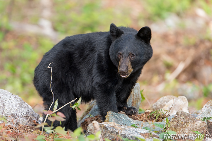 wildlife;bear;bears;black bear;Ursus americanus;Sugar Hill;NH;rocks;D4
