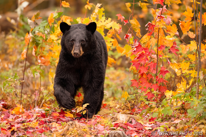 wildlife;bear;bears;black bear;Ursus americanus;Easton;NH;foliage;D4s