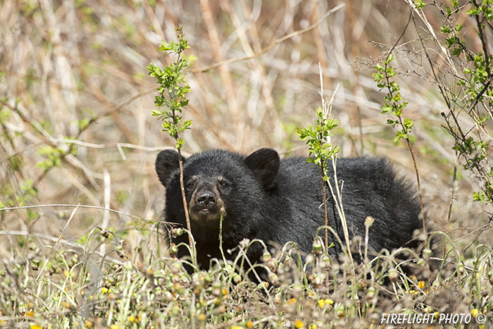 wildlife;bear;bears;black bear;Ursus americanus;Sugar Hill;NH;grass;Head Shot;D4