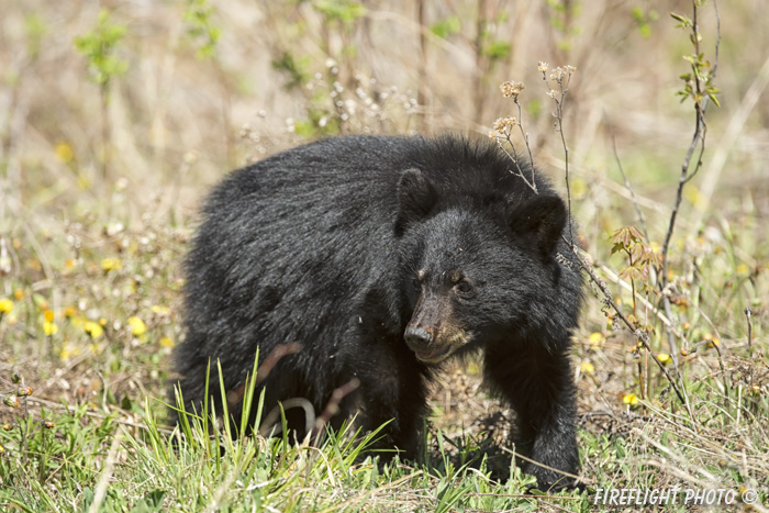 wildlife;bear;bears;black bear;Ursus americanus;Sugar Hill;NH;grass;Head Shot;D4