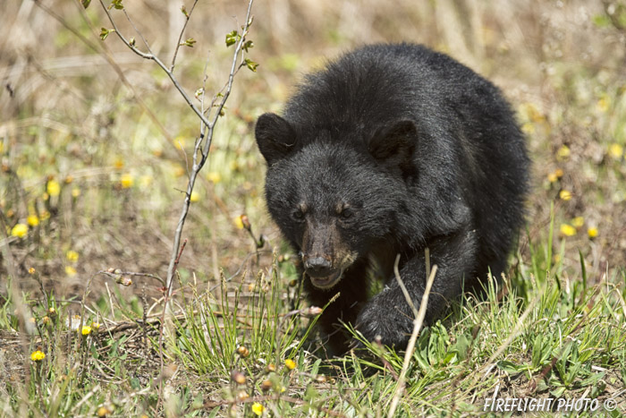 wildlife;bear;bears;black bear;Ursus americanus;Sugar Hill;NH;grass;Head Shot;D4