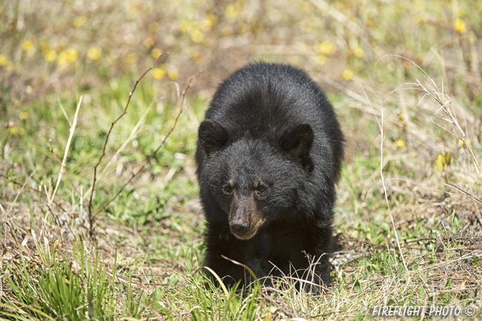 wildlife;bear;bears;black bear;Ursus americanus;Sugar Hill;NH;grass;Head Shot;D4