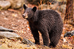 wildlife;bear;bears;black-bear;Ursus-americanus;Sugar-Hill;NH;Cub;rain;D4s