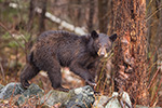 wildlife;bear;bears;black-bear;Ursus-americanus;Sugar-Hill;NH;Cub;D4s