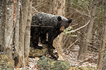 wildlife;bear;bears;black-bear;Ursus-americanus;Sugar-Hill;NH;Cubs;snow;snowstorm;D5