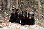 wildlife;bear;bears;black-bear;Ursus-americanus;Sugar-Hill;NH;Cubs;snow;snowstorm;D5