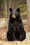 wildlife;bear;bears;black-bear;Ursus-americanus;Sugar-Hill;NH;grass;tree;wet;D5