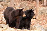 wildlife;bear;bears;black-bear;Ursus-americanus;Northern-NH;NH;Cub;rocks;D5