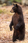 wildlife;bear;bears;black-bear;Ursus-americanus;Sugar-Hill;NH;Cub;standing;D5