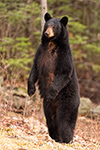 wildlife;bear;bears;black-bear;Ursus-americanus;Sugar-Hill;NH;standing;grass;D4s