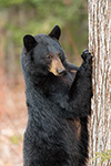 wildlife;bear;bears;black-bear;Ursus-americanus;Sugar-Hill;NH;standing;tree;D5