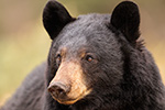 wildlife;bear;bears;black-bear;Ursus-americanus;Sugar-Hill;NH;portrait;headshot;D5