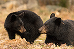 wildlife;bear;bears;black-bear;Ursus-americanus;Northern-NH;NH;Cubs;Cub;April;D5