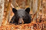 wildlife;bear;bears;black-bear;Ursus-americanus;Northern-NH;NH;woods;male;wet;D5