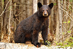 wildlife;bear;bears;black-bear;Ursus-americanus;2nd-year-Cub;Northern-NHl;NH;D5