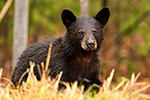 wildlife;bear;bears;black-bear;Ursus-americanus;Northern-NH;NH;portrait;headshot;D5