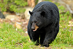 wildlife;bear;bears;black-bear;Ursus-americanus;Male;Northern-NH;NH;grass;D5
