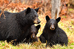 wildlife;bear;bears;black-bear;Ursus-americanus;Northern-NH;NH;Cubs;rain;D5