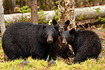 wildlife;bear;bears;black-bear;Ursus-americanus;Northern-NH;NH;Cubs;rain;D5