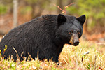 wildlife;bear;bears;black-bear;Ursus-americanus;Northern-NH;NH;portrait;headshot;D5