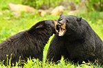 wildlife;bear;bears;black-bear;Ursus-americanus;Northern-NH;NH;sow;boar;Mating;D5;600mm