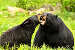 wildlife;bear;bears;black-bear;Ursus-americanus;Northern-NH;NH;sow;boar;Mating;D5;600mm