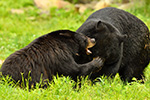 wildlife;bear;bears;black-bear;Ursus-americanus;Northern-NH;NH;sow;boar;mating;D5;600mm