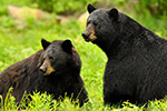 wildlife;bear;bears;black-bear;Ursus-americanus;Northern-NH;NH;sow;boar;mating;D5;600mm