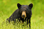 wildlife;bear;bears;black-bear;Ursus-americanus;Littleton;NH;portrait;headshot;grass;D5