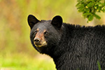 wildlife;bear;bears;black-bear;Ursus-americanus;Sugar-Hill;NH;portrait;headshot;D5