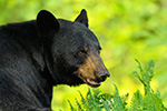 wildlife;bear;bears;black-bear;Ursus-americanus;Northern-NH;NH;portrait;headshot;D5