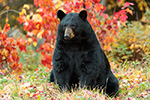 wildlife;bear;bears;black-bear;Ursus-americanus;Northern-NH;NH;foliage;D5