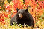 wildlife;bear;bears;black-bear;Ursus-americanus;Northern-NH;NH;foliage;D5