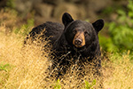 wildlife;bear;bears;black-bear;Ursus-americanus;Grass;Portrait;Northern-NH;NH;D5
